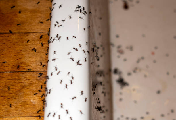 Best Affordable Pest Control Services  in Kenedy, TX